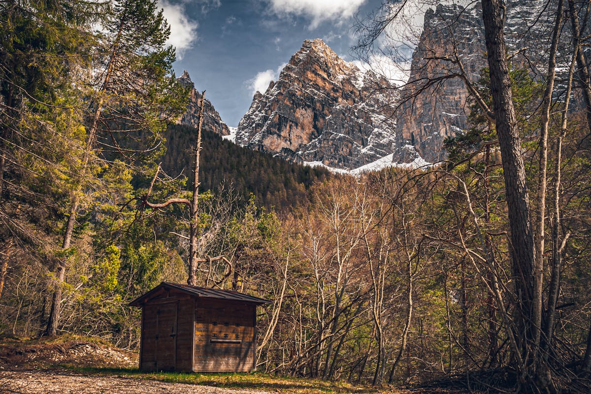 Brackendale Squamish north eagles winter character