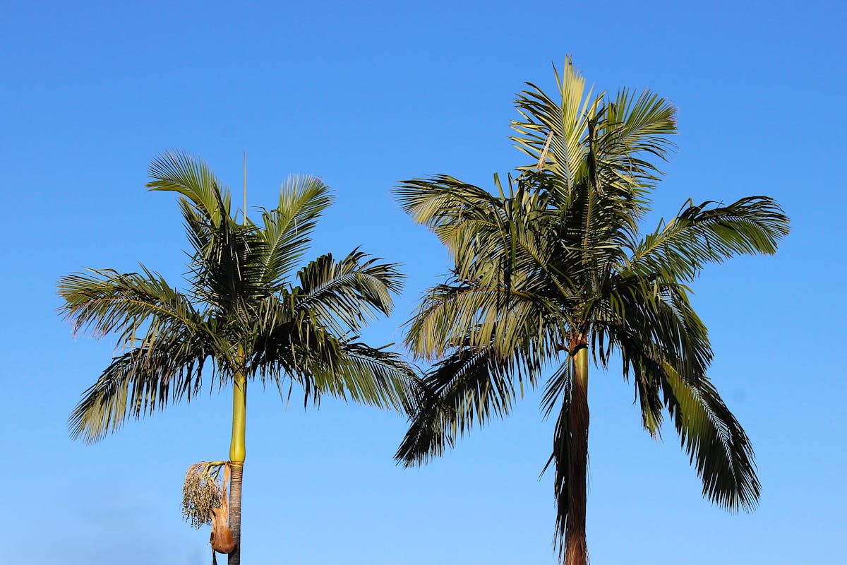 Hillside White Rock view estates above Marine Drive